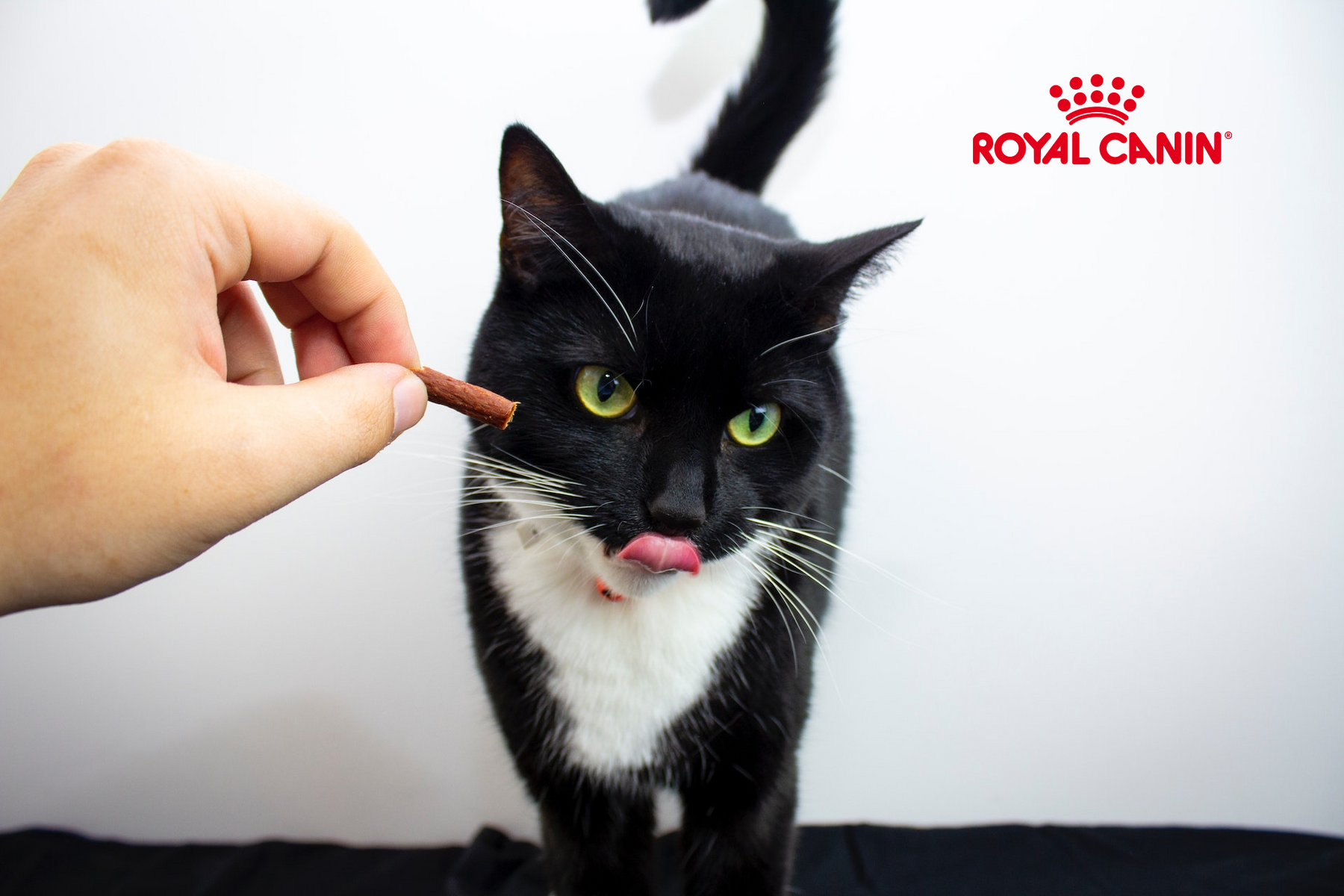 How to choose the perfect food for your cat from Royal Canin?