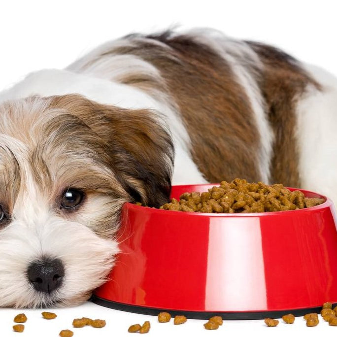 Food allergies in dogs, causes, symptoms, treatment