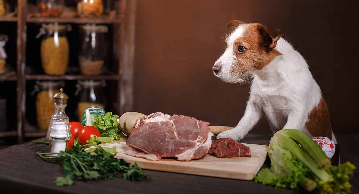 Dogs dietary and therapeutic feeding