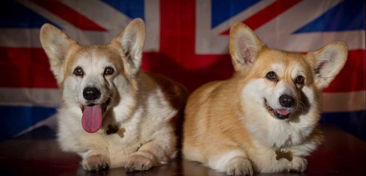 Dog population in the United Kingdom of Great Britain and Northern Ireland