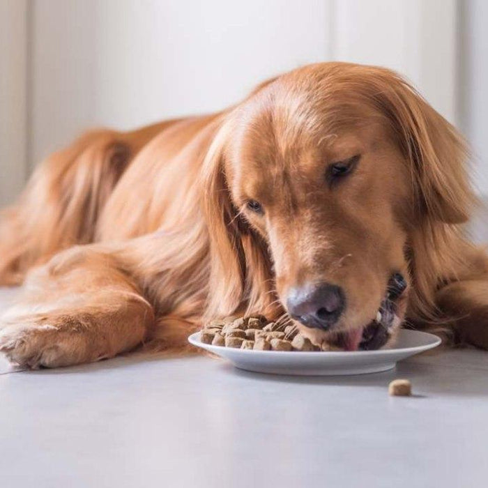 You ask, we answer: Royal Canin dog food